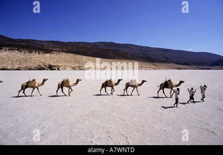 Republik Dschibuti, Assal See, Salz Wohnwagen Stockfoto