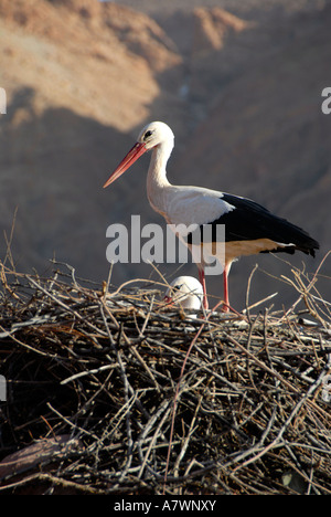 Weissstörche Ciconia Ciconia im Nest in Berglandschaft Bou-Thrarar hohen Atlas Marokko Stockfoto