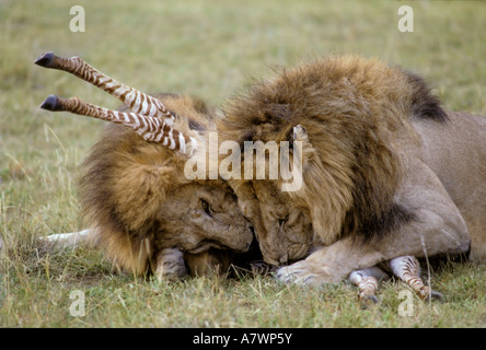 Zwei männliche Löwen (Panthera Leo) tötet ein junges Zebra, Masai Mara, Kenia, Afrika Stockfoto