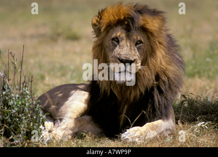 Männlicher Löwe (Panthera Leo), Masai Mara, Kenia, Afrika Stockfoto