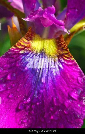 Sibirische Iris Ewen, Iris Sibirica Ewen Stockfoto