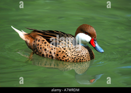 Weiße-cheeked Pintail, Anas bahamensis Stockfoto