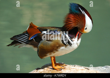 Männliche Mandarinente, Aix galericulata Stockfoto