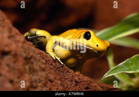 Gelbe Poison Dart Frog (Dendrobatidae) Stockfoto