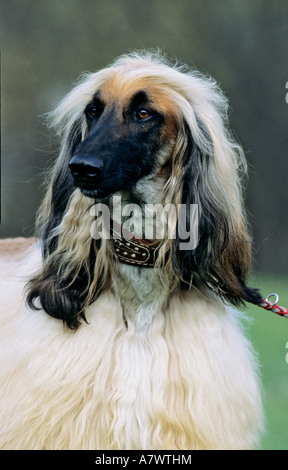 Porträt der afghanische Windhund, Canidae Stockfoto