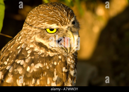 Kanincheneule Mund Schnabel öffnen heftig alarm Stockfoto