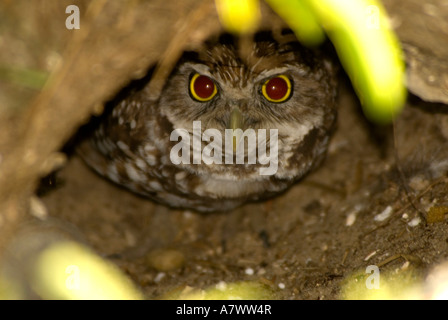 Kanincheneule Athene Cunicularia in seiner burrow Stockfoto