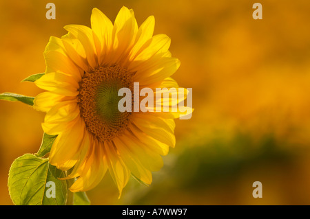 Einzelne Sonnenblume Helianthus im Feld Stockfoto