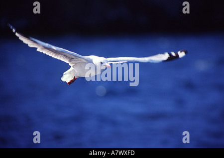 Möwen fliegen über blauen Ozean Stockfoto