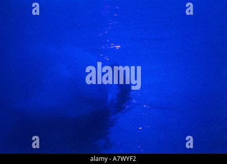 blauer Schwan auf dem Wasser Stockfoto