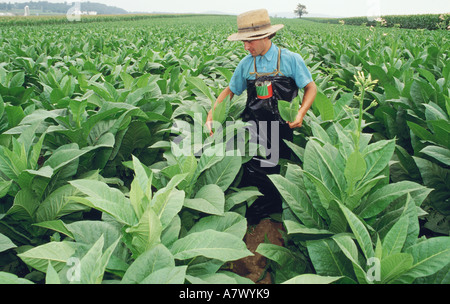 USA, Pennsylvania, Amish Region, Tabak-Kultur Stockfoto