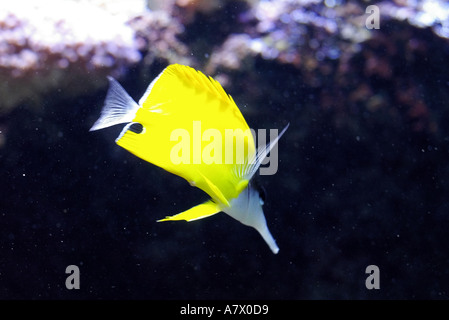 BREST Oceanopolis Aquarium und Meer Leben Zentrum Tanks mit Fisch Stockfoto