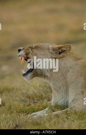 Löwin Gähnen (Panthera Leo). Mombo Bereich. Chief es Island. Okavangodelta. BOTSWANA. Südlichen Afrika. Stockfoto