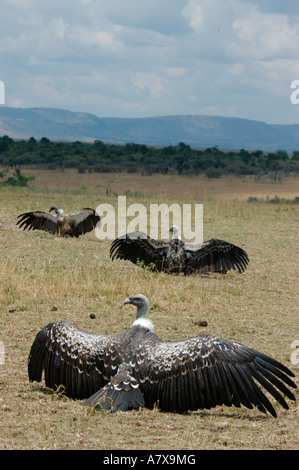 Kenia: Masai Mara Game Reserve, Mara Conservancy, 3 Ruppell Gänsegeier verbreiten ihre Flügel zum Trocknen, September Stockfoto