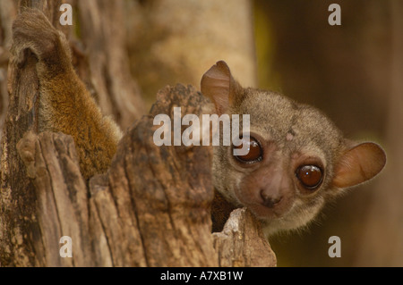 Milne-Edwards sportive Lemur (Lepilemur Edwardsi) Ankarafantsika Naturschutzgebiet. Westlichen Madagaskar. Stockfoto