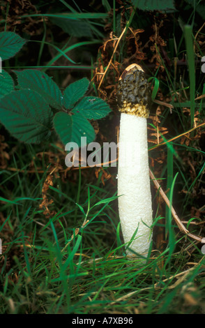 Stinkmorchel Pilz Phallus Impudicus Stockfoto