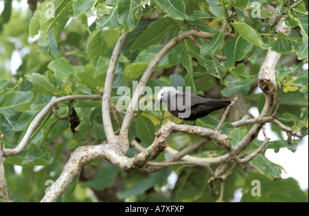 Afrika, Seychellen, Aride Island. Rußseeschwalben (Sterna Fuscata) Stockfoto