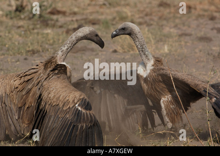 Weißrückenspecht Geier (abgeschottet Africanus) auf Kadaver. Makalolo Plains, Hwange Nationalpark, Simbabwe. Südliches Afrika Stockfoto