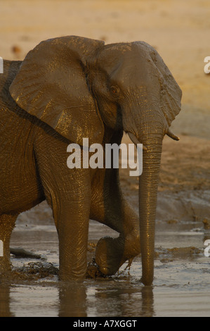 Afrikanische Elefanten (Loxodonta Africana) an einer Wasserstelle zu trinken. Makalolo Plains, Hwange Nationalpark, Simbabwe, Südafrika Stockfoto