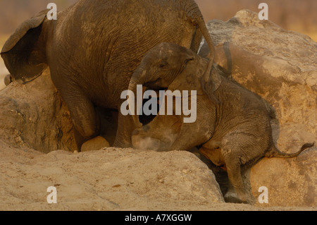 Afrikanische Elefanten reiben ihre Körper gegen eine Termite-Hügel. Makalolo Plains, Hwange Nationalpark, Simbabwe, Südafrika Stockfoto