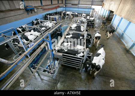 Ein Landwirt Milchkühe in einem 14 14 schnell beenden Melkstand England UK Stockfoto