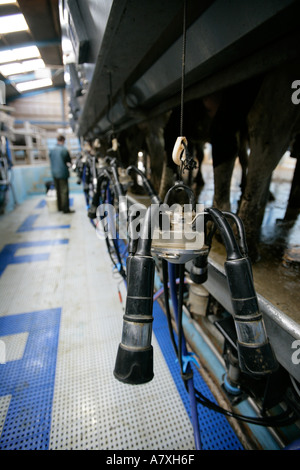 Ein Landwirt Milchkühe in einem 14 14 schnell beenden Melkstand England UK Stockfoto