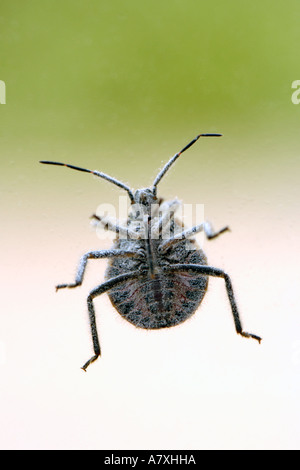 Nahaufnahme der Unterseite eines Fehlers durch eine Fensterscheibe gesehen. Stockfoto