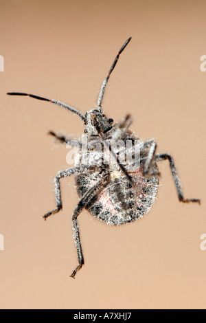 Nahaufnahme der Unterseite eines Fehlers durch eine Fensterscheibe gesehen. Stockfoto