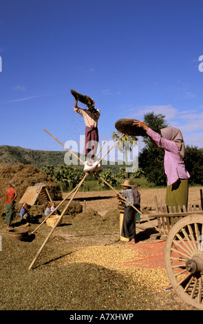 Asien, Myanmar, in der Nähe von Bagan. Bauern Dreschen Erdnüsse Stockfoto