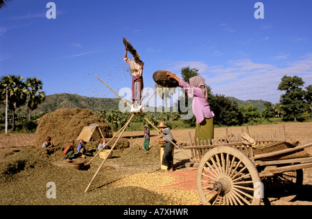 Asien, Myanmar, in der Nähe von Bagan. Bauern Dreschen Erdnüsse Stockfoto