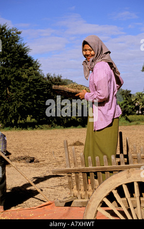 Asien, Myanmar, in der Nähe von Bagan. Bauern Dreschen Erdnüsse Stockfoto