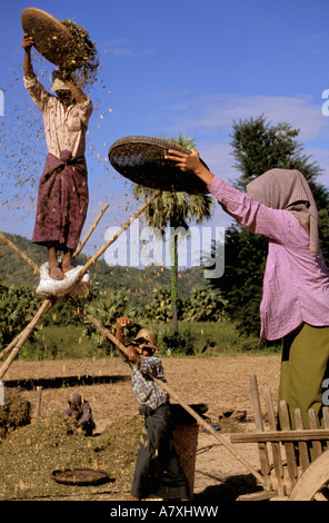 Asien, Myanmar, in der Nähe von Bagan. Bauern Dreschen Erdnüsse Stockfoto