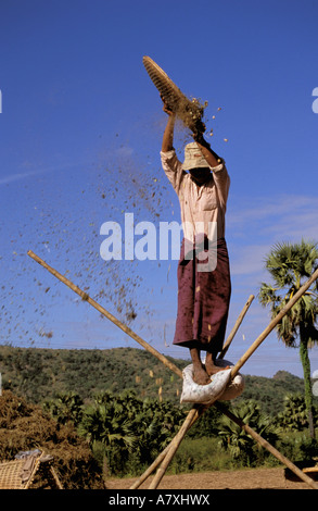 Asien, Myanmar, in der Nähe von Bagan. Bauern Dreschen Erdnüsse Stockfoto