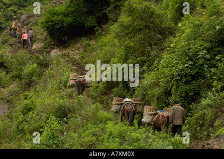 Maultiere tragen Baumaterial von an den Ufern des Flusses Nu. Gongshan County. Provinz Yunnan. CHINA Stockfoto