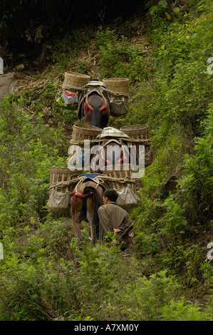 Maultiere tragen Baumaterial von an den Ufern des Flusses Nu. Gongshan County. Provinz Yunnan. CHINA Stockfoto