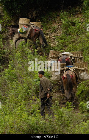 Maultiere tragen Baumaterial von an den Ufern des Flusses Nu. Gongshan County. Provinz Yunnan. CHINA Stockfoto