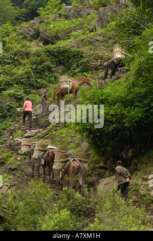 Maultiere tragen Baumaterial von an den Ufern des Flusses Nu. Gongshan County. Provinz Yunnan. CHINA Stockfoto