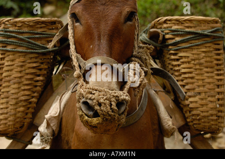 Maultiere tragen Baumaterial von an den Ufern des Flusses Nu. Gongshan County. Provinz Yunnan. CHINA Stockfoto