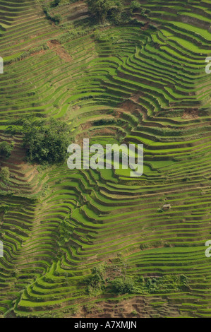 Reis-Terrassen des Ailao-Gebirges zwischen dem roten Fluss und Vietnam. Honghe Präfektur, Yuanyang. Provinz Yunnan. CHINA Stockfoto