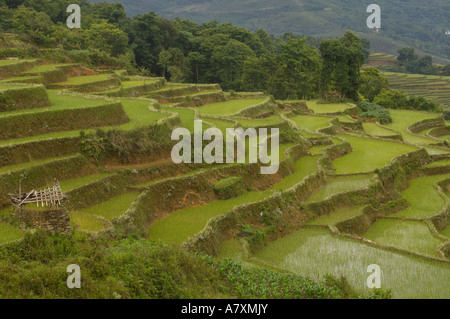 Reis-Terrassen des Ailao-Gebirges zwischen dem roten Fluss und Vietnam. Honghe Präfektur, Yuanyang. Provinz Yunnan. CHINA Stockfoto