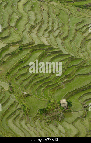 Reis-Terrassen des Ailao-Gebirges zwischen dem roten Fluss und Vietnam. Honghe Präfektur, Yuanyang. Provinz Yunnan. CHINA Stockfoto