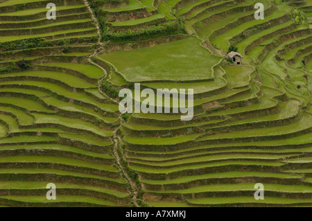 Reis-Terrassen des Ailao-Gebirges zwischen dem roten Fluss und Vietnam. Honghe Präfektur, Yuanyang. Provinz Yunnan. CHINA Stockfoto