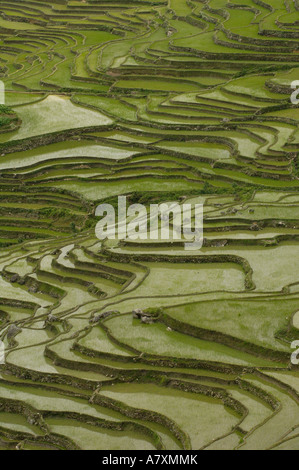 Reis-Terrassen des Ailao-Gebirges zwischen dem roten Fluss und Vietnam. Honghe Präfektur, Yuanyang. Provinz Yunnan. CHINA Stockfoto