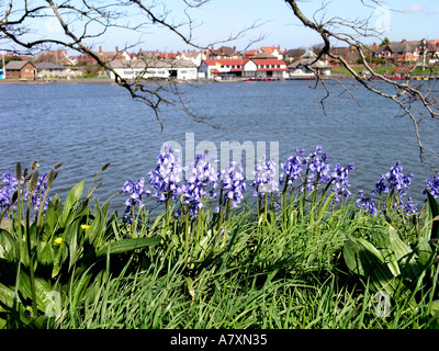 Glockenblumen in Fairhaven See Lytham Lancashire Stockfoto