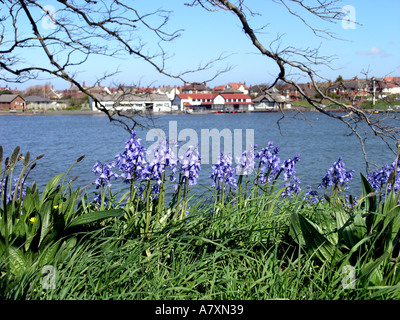 Glockenblumen in Fairhaven See Lytham Lancashire Stockfoto