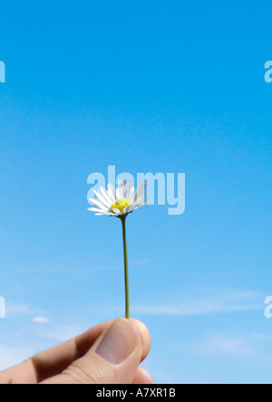 Daisy Gaensebluemchen Stockfoto