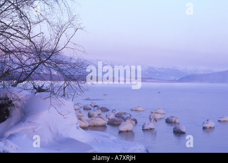 Asien, Japan, Hokkaido, Akan NP, Whopper Schwäne am Kussharo See Stockfoto