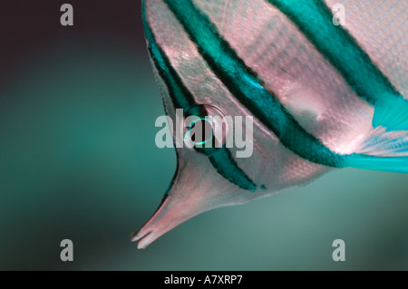 Copperband Falterfische Stockfoto