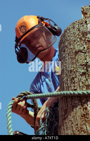 "Baumpfleger" oben im Baum in der Nähe zeigte, dass Gesicht und Draht Sicherheit mesh visor schneiden unten Linde mit Honig Pilz infiziert Stockfoto