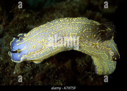 Nahaufnahme von Nacktschnecken oder Seeschnecke Hypselodoris Elegans fotografiert in natürlicher Umgebung in der Bucht von Gibraltar Stockfoto